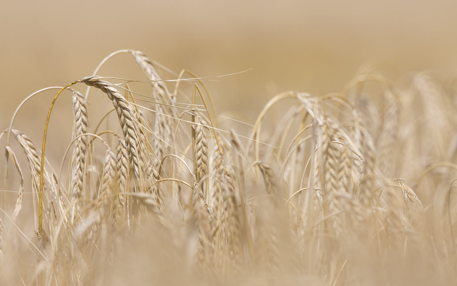 Close up of golden barley stalks ripening in the field, the grain at the origin of Single Malt. Baroque Whisky Australian Single Malt.